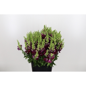 Antirrhinum Red