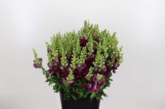 <h4>Antirrhinum Red</h4>
