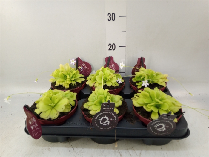 <h4>Vleesetende planten</h4>