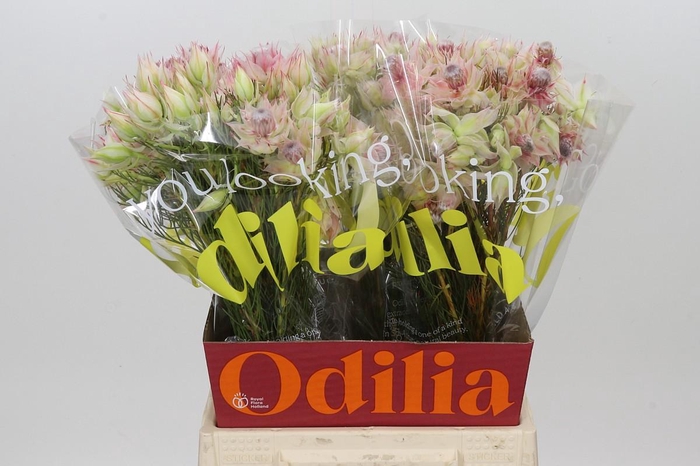<h4>Blushing Bride Bridal Pink</h4>