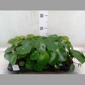Peperomia polybotrya 'Raindrop'