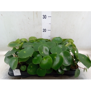 Peperomia polybotrya 'Raindrop'