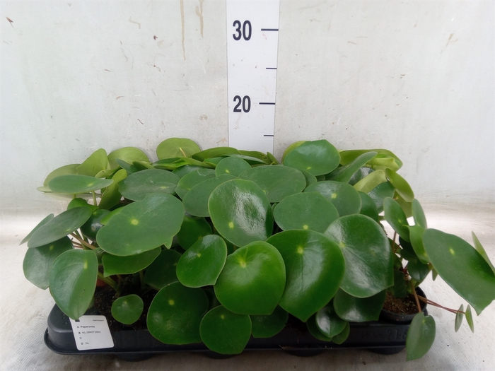 <h4>Peperomia polybotrya 'Raindrop'</h4>
