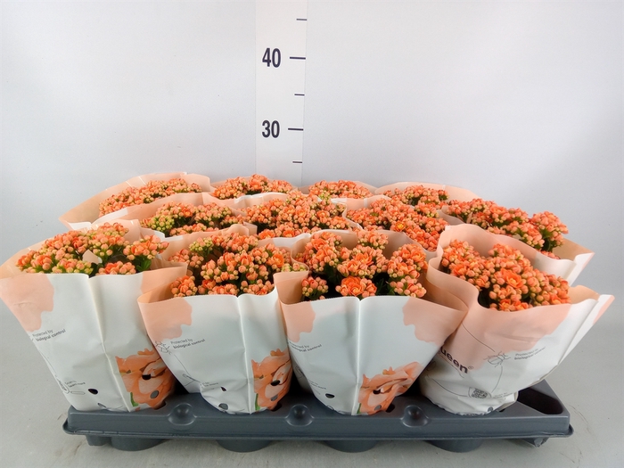 <h4>Kalanchoe   ...</h4>