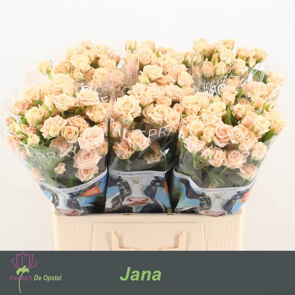 <h4>R Tr Jana Opstal</h4>