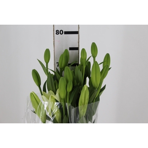 LIRIO ASIATICO SCANSANO 080 CM HT 2/3 FLS