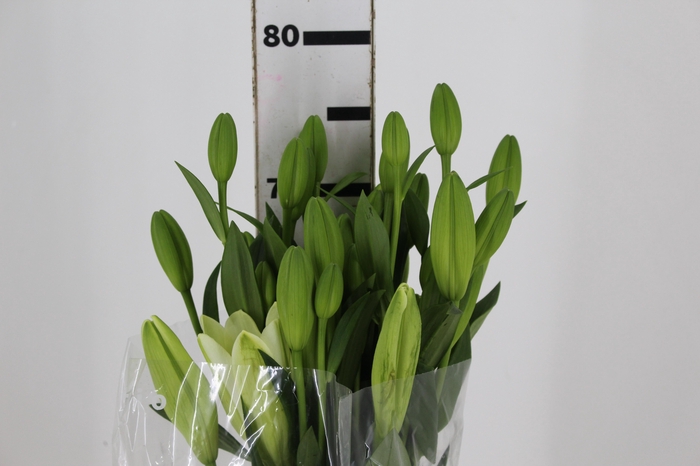 <h4>LIRIO ASIATICO SCANSANO 080 CM HT 2/3 FLS</h4>