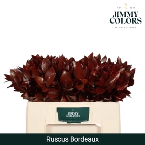 Ruscus L50 Klbh. Bordeaux