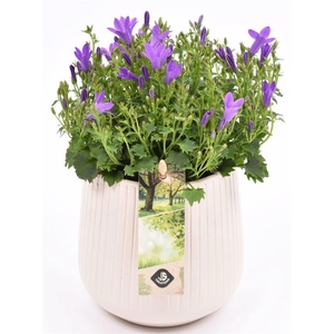 Keramiek vert.lines creme mat 12cm