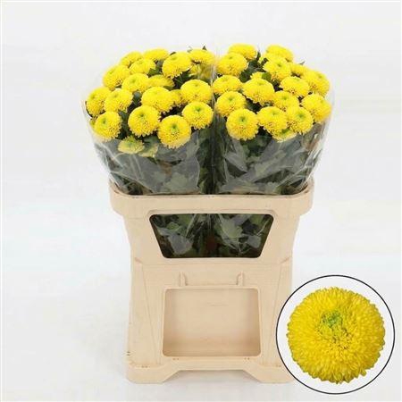 <h4>Chr G Pingpong Yellow</h4>