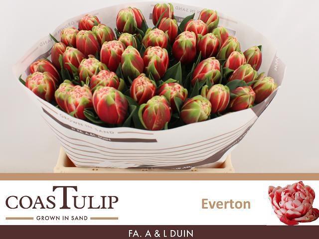 <h4>TU DU EVERTON</h4>