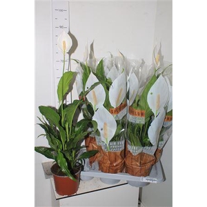 Spath Sweet Chico 2 Bloemen+
