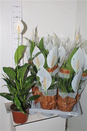 <h4>Spath Sweet Chico 2 Bloemen+</h4>