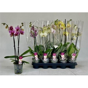 Phal Gem 2 Branches 12+