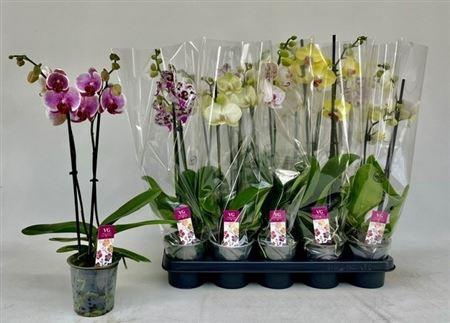 <h4>Phal Gem 2 Branches 12+</h4>