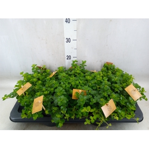 Peperomia rotundifolia