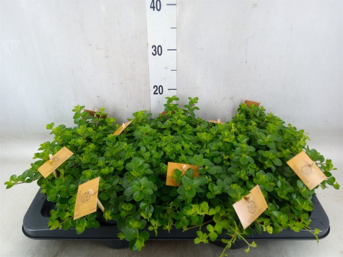 <h4>Peperomia rotundifolia</h4>