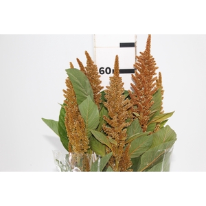 AMARANTHUS DOBRADO 060 CM BRONZE