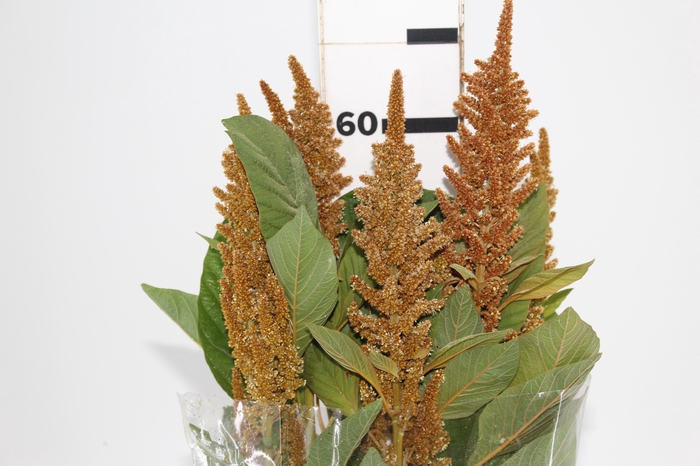 <h4>AMARANTHUS DOBRADO 060 CM BRONZE</h4>