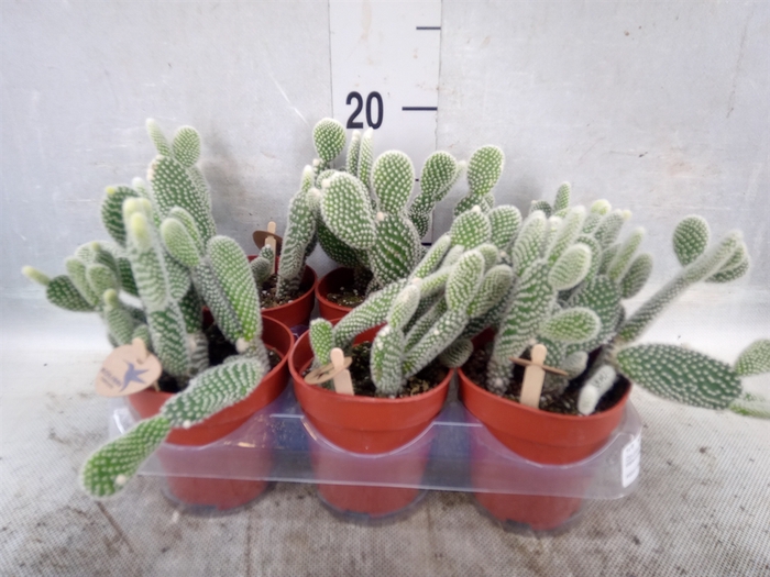 <h4>Opuntia microdasys 'Albispina'</h4>