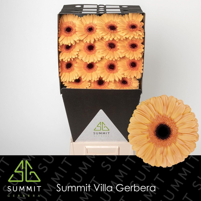 <h4>GE GR JETSET</h4>