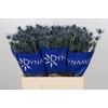 Eryngium Blue Dynamite