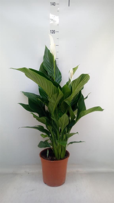 <h4>Spathiphyllum  'Sweet Silvana'</h4>