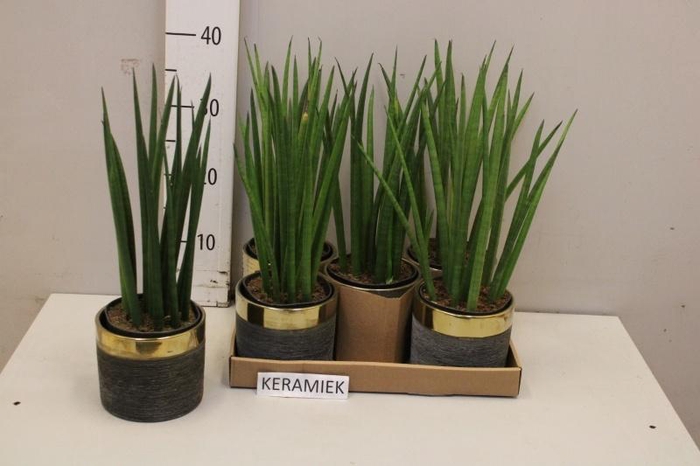 <h4>SANSEV CYLINDRICA OV</h4>