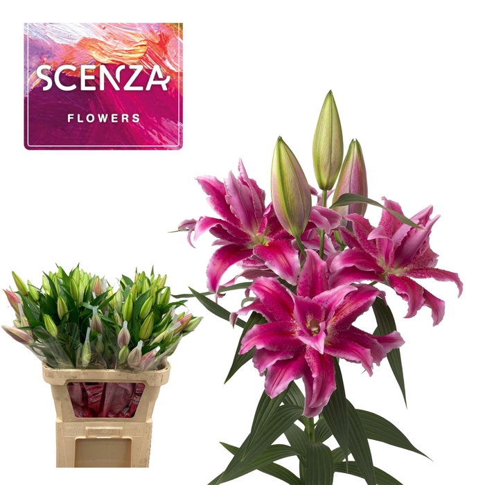 <h4>LI ROSELILY NATASCHA 4+ Scenza</h4>