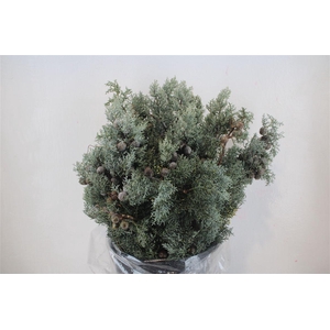 Cypresse Blue 400gr P Bunch