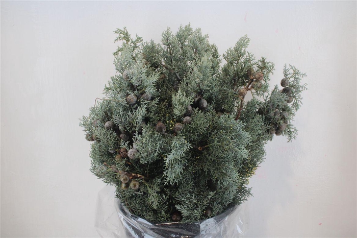 <h4>Cypresse Blue 400gr P Bunch</h4>