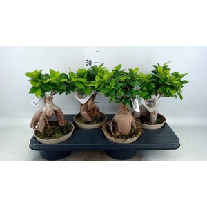 Ficus microcarpa 'Ginseng'