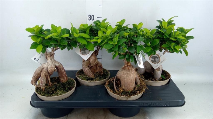 <h4>Ficus microcarpa 'Ginseng'</h4>