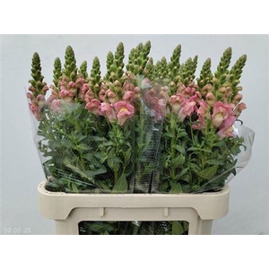 Antir Antibes Pink
