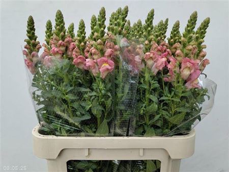 <h4>Antir Antibes Pink</h4>
