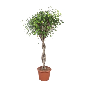 Ficus Exotica
