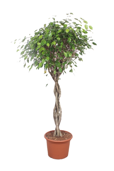 <h4>Ficus Exotica</h4>