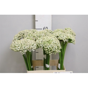 Allium Nigrum