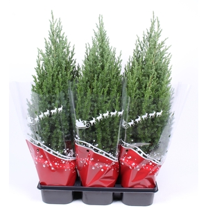 Jun Chin Stricta + Rode Hoes