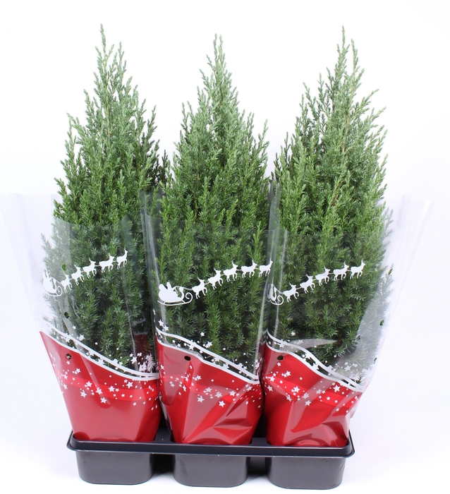 <h4>Jun Chin Stricta + Rode Hoes</h4>