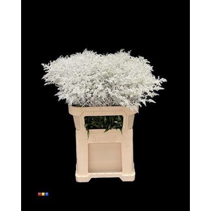 Solidago White 80cm