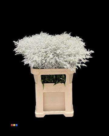 <h4>Solidago White 80cm</h4>