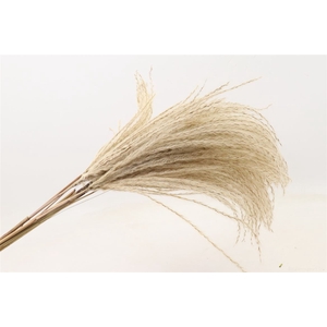 Dried Silver Grass Naturel 10 Pcs P Bunch