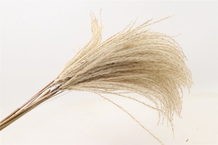 <h4>Dried Silvergrass Natural 10pcs Bunch</h4>