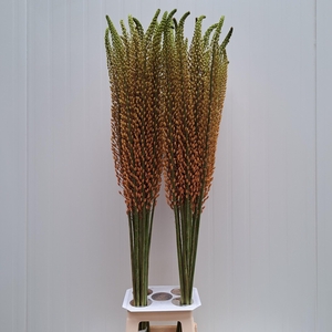 EREMURUS RUMBA