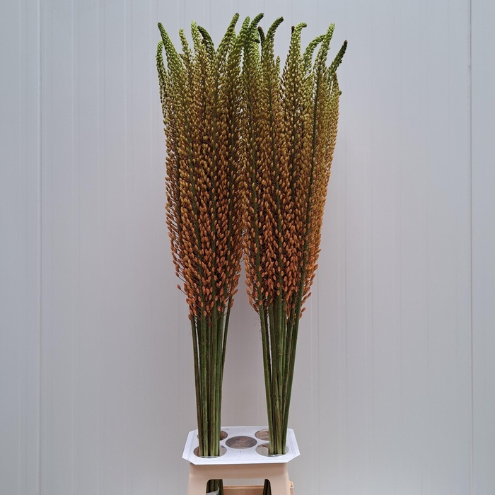 <h4>EREMURUS RUMBA</h4>