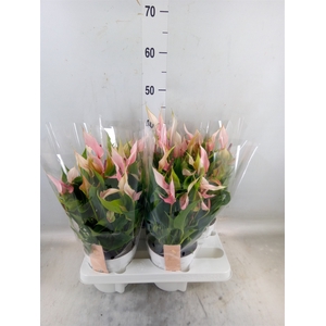 Anthurium andr. 'Lilli'