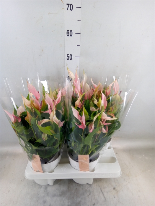 <h4>Anthurium andr. 'Lilli'</h4>