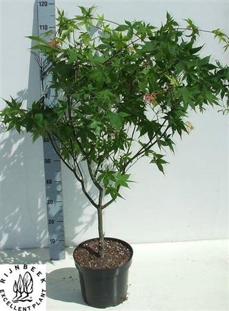 <h4>Acer Pa Osakazuki</h4>