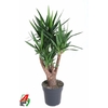 Yucca Elephantipes vertakt